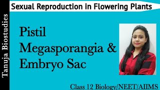 Sexual Reproduction in Flowering Plants  PistilCarpel Megasporangium amp Embryo Sac Class 12NEET [upl. by Cutcliffe]