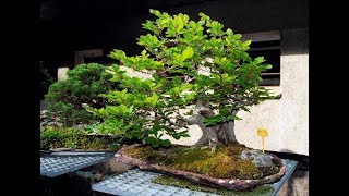 Beech Bonsai  Fagus sylvatica 30 years of cultivation by Armando Dal Col [upl. by Llenyr874]