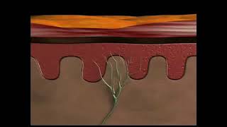 Physiology of nociceptive pain [upl. by Muldon67]