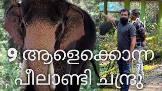 9 ആളെ കൊന്ന് ഒരുനാടിനെ വിറപ്പിച്ച കാട്ട് കൊമ്പൻ peelandi Elephant kerala [upl. by Ttenna]