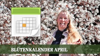 Blütenkalender April  Kamelien Zierkirschen Magnolien Felsenbirne Gedenkemein Tulpen [upl. by Freddie]