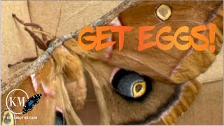 HOW TO GET EGGS FROM A SILK MOTH [upl. by Ennovihc959]