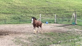 CLYDESDALE HORSE UPDATE  Oliver Video Compilation [upl. by Eliseo418]