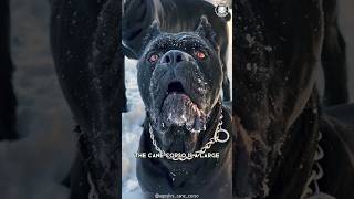 Cane Corso 🐶 The Perfect Family Guardian [upl. by Yevreh481]