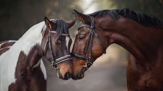 Horseplay Unusual and Interesting Facts About Horses [upl. by Lorna215]