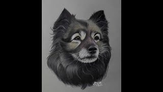 Drawing dog portrait Keeshond [upl. by Hutchings]