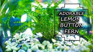 Lemon Button Fern  Fern Friday [upl. by Edda]