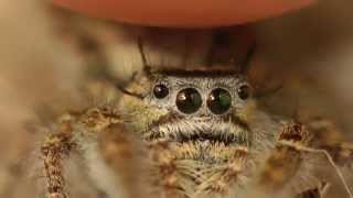 Really Cute Jumping Spiders [upl. by Darmit627]