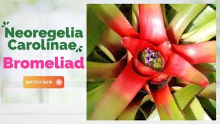 Neoregelia Carolinae Bromeliad  Blushing Bromeliad  TinyLeaf [upl. by Ielerol]