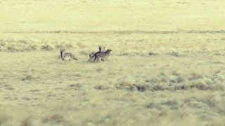 4 COYOTES HIT THE DIRT Episode 2 Fathers day coyote hunting decoy dog action [upl. by Arissa]