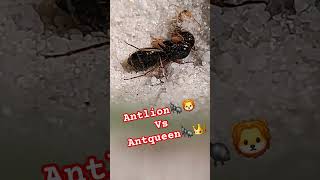 antlion🐜🦁 vs antqueen🐜👑 wildlife ants shorts [upl. by Nomi]