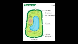 vacuole structure and function  Biology  padhaicom shorts [upl. by Fidelia]