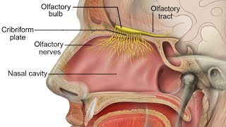 humanhumanbodyhumananatomydoctorNeetnasal epithelium olfactory systemaiimslove biology [upl. by Henigman]