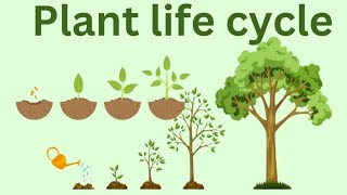 Plant life cycle [upl. by Teteak]