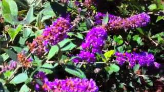 Buddleia Lo amp Behold Blue Chip  Dwarf Butterfly Bush [upl. by Inalawi]