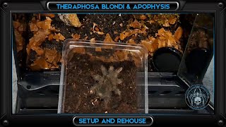 FINALLY have Theraphosa species in the collection 🤪 [upl. by Alle]