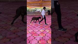 Dog showdogshow doglove dog dogs dogslover anshikamobile colachel offerkanyakumar [upl. by Heise]