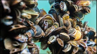 AMAZING MUSSEL FARMING PROCESS WITH A Modern Technique [upl. by Oicatsana866]