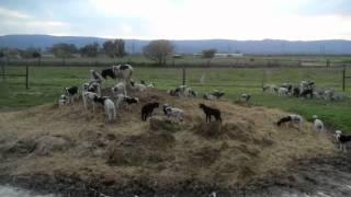 Jacob lambs Playing on the Compost Pile [upl. by Nevai]