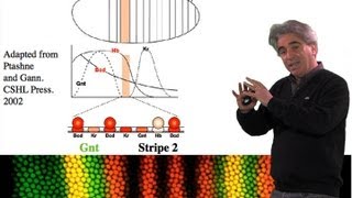 Mike Levine UC Berkeley Part 1 Transcriptional Precision Enhancers [upl. by Adniroc261]