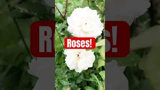 I love these Rose Bushes that we have 🌹🌹 They have been through a lot garden roses flowers [upl. by Crary]