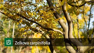 Zelkova carpinifolia [upl. by Assyli642]