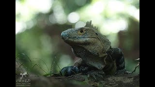 CTENOSAURA SIMILIS THE KOMODO DRAGON OF COSTA RICA [upl. by Anwat769]