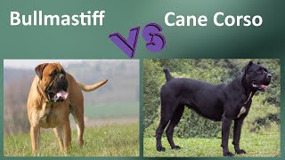 Bullmastiff VS Cane Corso  Breed Comparison [upl. by Chatav]