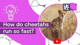 How do cheetahs run so fast  Movements of the fastest creature on earth [upl. by Jun837]