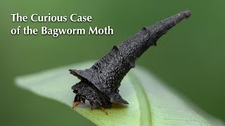 The Curious Case of the Bagworm Moth [upl. by Labors250]