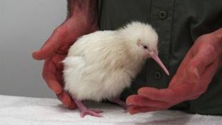 Second rare white kiwi hatches in New Zealand [upl. by Nellahs]