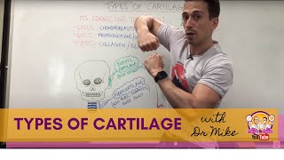 Types of Cartilage  Hyaline Elastic and Fibrocartilage [upl. by Nyasuh]