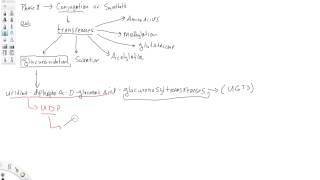 Glucuronidation Part 1 [upl. by Ck43]