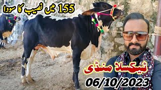 Today Taxila Mandi Latest Update 6 October 2023  155K Naseeb Ka Soda [upl. by Leamiba]