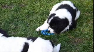 Landseer puppies first 12 weeks [upl. by Ayom69]