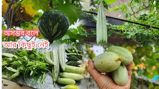 বৃষ্টির মধ্যেই সকাল সকাল বাগানের এক ঝলক । Garden Overview in the month of August 24 ।। Greenypots ।। [upl. by Sachi371]