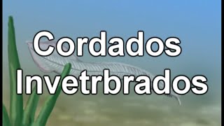 Los Cordados Invertebrados  Documental de Biologia [upl. by Yarled167]