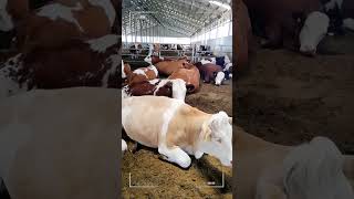 🔴 SIMMENTAL CATTLE ✅ Biggest Bulls And Cow [upl. by Arihsat417]