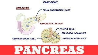 Histology of Pancreas [upl. by Gianina]