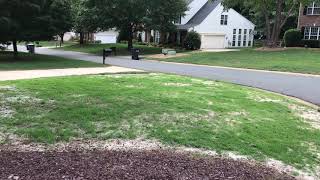 Zoysia Grass Seed Video 3 [upl. by Foy]