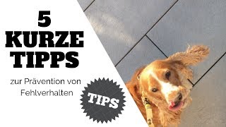 5 Tipps  Prävention von Fehlverhalten beim Hund [upl. by Peyton635]