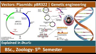 Vectors Plasmids  PBR 322  Genetic Engineering  Recombinant DNA Technology  HSR Bioinfo [upl. by Dao]