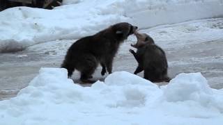 Raccoon amp opossum fight [upl. by Hildegard]