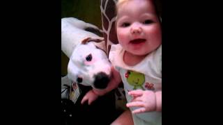 pitbull tickles baby [upl. by Cowles152]