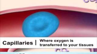 Types of Blood Vessels [upl. by Nennahs]