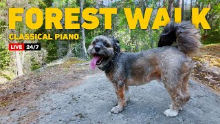 🔴LIVE Dog TV 247🐾Peaceful Morning Dog Walk in Finnish Forest with Classical Piano Music 4K HDR [upl. by Francoise]