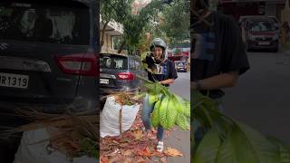 Rescued Repotted and ready to thrive Meet my rescued Dumb cane🌱🪴 ytshorts gardening plants [upl. by Adora]