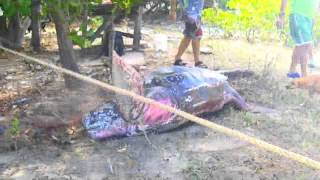 Unbelievable Leatherback Rescue [upl. by Oguh]