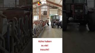 Hybridzucht in Bayern mit Fleckvieh milchviehbetrieb rinderzucht landwirtschaft [upl. by Anecuza838]