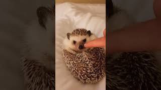 A couple adopt a hedgehog with its head stuck in a jar hedgehog babyhedgehog short [upl. by Karie]